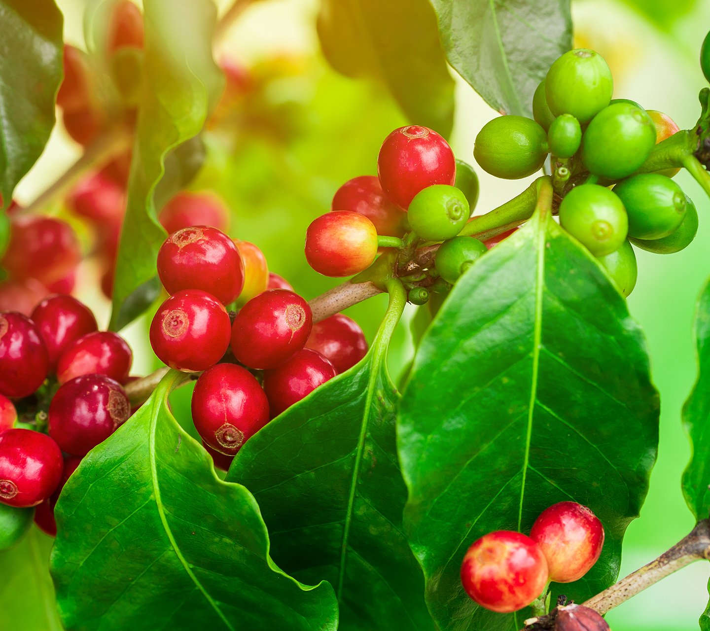 Nguyên bản từ giá trị hạt cà phê chất lượng